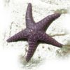 Faded Starfish